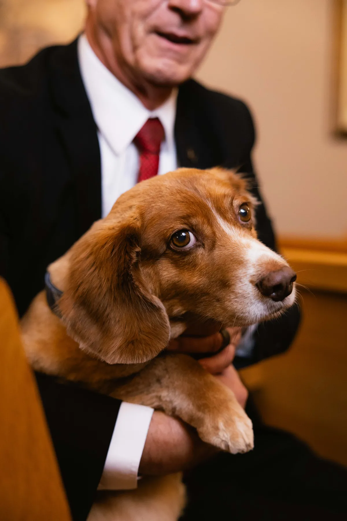 Jake - Office Dog